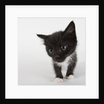 Black and white kitten by Anonymous