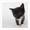 Black and white kitten by Anonymous