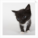 Black and white kitten by Anonymous