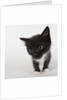 Black and white kitten by Anonymous
