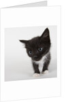 Black and white kitten by Anonymous