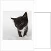 Black and white kitten by Anonymous