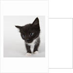 Black and white kitten by Anonymous