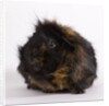 Black and tan Guinea pig by Anonymous