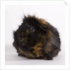 Black and tan Guinea pig by Anonymous