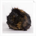 Black and tan Guinea pig by Anonymous