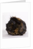 Black and tan Guinea pig by Anonymous