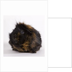 Black and tan Guinea pig by Anonymous