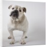Bulldog by Anonymous
