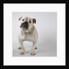 Bulldog by Anonymous