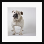 Bulldog by Anonymous