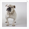Bulldog by Anonymous