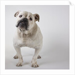 Bulldog by Anonymous