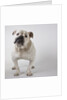 Bulldog by Anonymous