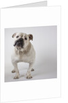 Bulldog by Anonymous