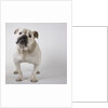 Bulldog by Anonymous