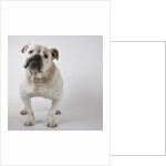 Bulldog by Anonymous