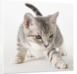 Gray kitten pawing by Anonymous