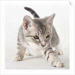 Gray kitten pawing by Anonymous