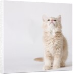 White and tan kitten looking up by Anonymous