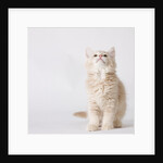 White and tan kitten looking up by Anonymous