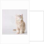 White and tan kitten looking up by Anonymous