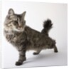American Bobtail cat by Anonymous