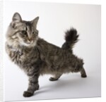American Bobtail cat by Anonymous