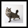 American Bobtail cat by Anonymous