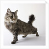 American Bobtail cat by Anonymous
