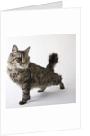 American Bobtail cat by Anonymous