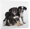 Brittany spaniel and Australian shepherd puppies by Anonymous