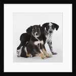 Brittany spaniel and Australian shepherd puppies by Anonymous