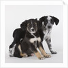 Brittany spaniel and Australian shepherd puppies by Anonymous