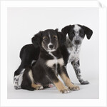 Brittany spaniel and Australian shepherd puppies by Anonymous
