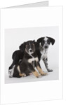 Brittany spaniel and Australian shepherd puppies by Anonymous