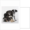 Brittany spaniel and Australian shepherd puppies by Anonymous