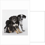 Brittany spaniel and Australian shepherd puppies by Anonymous