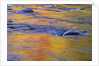 Autumn Reflections on Little White River, Elliot Lake, Ontario, Canada by Anonymous