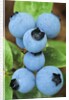Detail of Ripe Blueberries on Shrubs, a Favorite Food of Birds, Canada by Anonymous