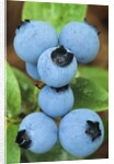 Detail of Ripe Blueberries on Shrubs, a Favorite Food of Birds, Canada by Anonymous