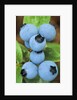 Detail of Ripe Blueberries on Shrubs, a Favorite Food of Birds, Canada by Anonymous