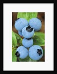 Detail of Ripe Blueberries on Shrubs, a Favorite Food of Birds, Canada by Anonymous