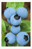 Detail of Ripe Blueberries on Shrubs, a Favorite Food of Birds, Canada by Anonymous