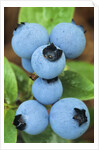 Detail of Ripe Blueberries on Shrubs, a Favorite Food of Birds, Canada by Anonymous