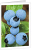 Detail of Ripe Blueberries on Shrubs, a Favorite Food of Birds, Canada by Anonymous