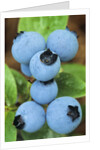 Detail of Ripe Blueberries on Shrubs, a Favorite Food of Birds, Canada by Anonymous