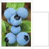 Detail of Ripe Blueberries on Shrubs, a Favorite Food of Birds, Canada by Anonymous