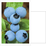 Detail of Ripe Blueberries on Shrubs, a Favorite Food of Birds, Canada by Anonymous
