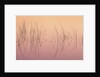 Hardsten Bulrush (scirpus Acutus) Manitoulin Island, Lake Mindemoya, Ontario, Canada by Anonymous